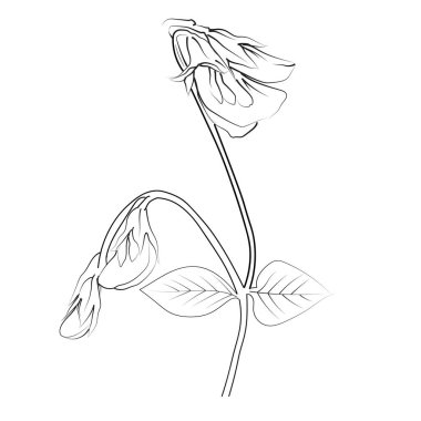 Çiçeğin vektör çizimi. Çiçek ve çiçek desenli vektör illüstrasyonları, Doğum Ayı Çiçekleri Tatlı Bezelye İllüstrasyonu ve Yaz Bezelye Çiçekleri 'nin doğa koleksiyonu. Tatlı bezelye çiçeği duvar sanatı, renkli sayfalarla bezelye çiçeği çizimi