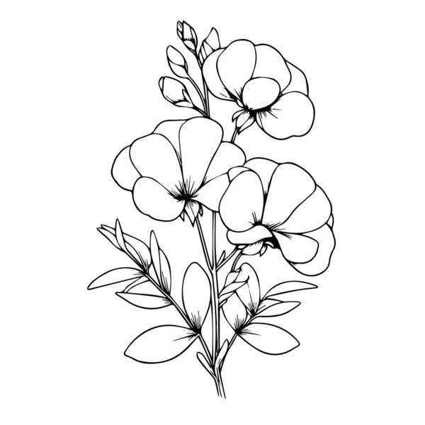 Sweet pea botanical illustration, Sweet pea vector art, Sweet pea line drawings, Sweet pea wall decor, Sweet pea isolated on white background, sweet pea flower stock outline drawings flowers with leaves and branches