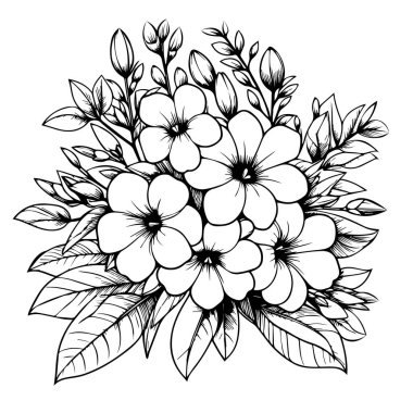 Şirin çiçek boyama sayfaları, Allamanda katalizör çizimi, sarı Allamanda katalizör çiçeği çizimi, davetiye için güzel çiçek süslemeleri, el çizimi botanik bahar vektör çizimi.