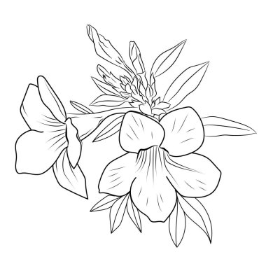 Şirin çiçek boyama sayfaları, Allamanda katartik çizimi, Allamanda katartik çizimleri, el çizimi botanik yaz unsurları, Allamanda katartik vektör çiçeği ve yaprakları. Çiçek bitkisi yaprağı. izole edilmiş ve oyulmuş mürekkep 