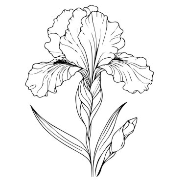 Güzel bir Iris çiçek buketinin vektör çizimi. Vektör çizimi, beyaza izole edilmiş. Tek renkli el çizimi vektör Iris. Çiçekli çizim