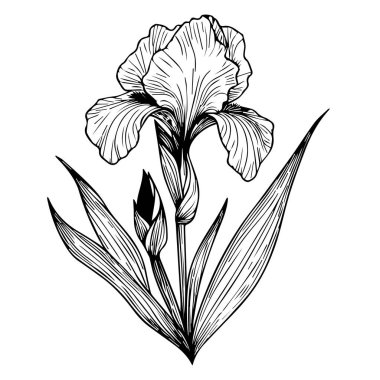 İris çiçekli el buketi kalem boyama sayfası ve beyaz arkaplandaki çiçek desenli resim sanatına izole edilmiş yetişkinler için kitap, İris çiçek dövmesi çizim lale çiçeği. siyah ve beyaz oymalı mürekkep sanatı, ve izole edilmiş