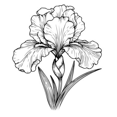 İzole İris Çiçeği El Çizimi Vektör Çizimi Çizimi, Yaprak Tomurcukları Botanik Koleksiyon Koleksiyonu Doğal Koleksiyon Renk Sayfası Çiçek Buketleri İşlenmiş Mürekkep Çizim Çizim Vektörü El İris.