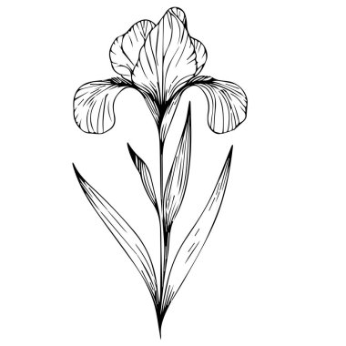 İris 'in çiçek dalı, El Taraması vektör illüstrasyonu Vintage tasarım elementleri İris çiçeği buketi doğal renk toplama sayfası ve yetişkin ve çocuklar için kitap beyaz arka grupta izole edildi