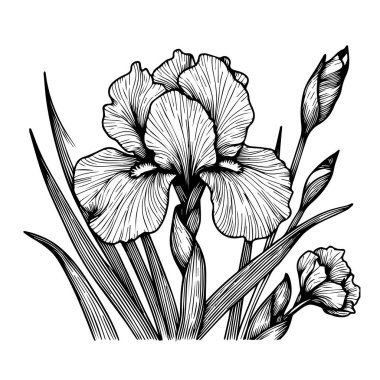 İris çiçekleri ve vazo vektör illüstrasyonunun bir dalı. Boyama kitabı veya sayfa siyah-beyaz oymalı mürekkep sanatı için Kataranthus vektör çizimi, çocuklar veya yetişkinler için siyah-beyaz çiçekler. El yapımı mürekkep sanatı