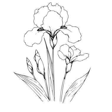  El çizimi iris çiçek boyama kitabı vektör çizimi sanatsal, çiçek çiçekleri iris beyaz arka planda izole edilmiş, yetişkinler ve çocuklar için çizim sanat yaprağı botanik koleksiyonu lale çizimi, vektör çizimi.