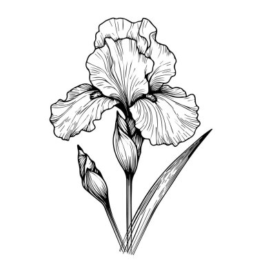 Çiçekli vektör arkaplanı, çiçek renklendirme sayfaları basılabilir, iris çiçeği çizimleri, yaratıcı çiçek çizimleri, kolsektörü için çiçek karalama dövmesi siyah beyaz zambak çiçeği