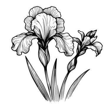 Minimalist tek iris çiçeği çizimleri, iris çiçeği vektör sanatı, ana hatlı iris çiçeği dövmesi, küçük iris çiçeği dövmesi, beyaz arka plan vektörü siyah beyaz mürekkep çizili klitoris.