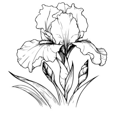 Ev dekorasyonu için tek sıra güzel, taze iris çiçeği çizimi. Basılabilir poster süs çiçeği konsepti. İris 'in modern çizgi çizimi çiçek tasarımı vektör çizimi çizimi. Elle çizilmiş çiçek.