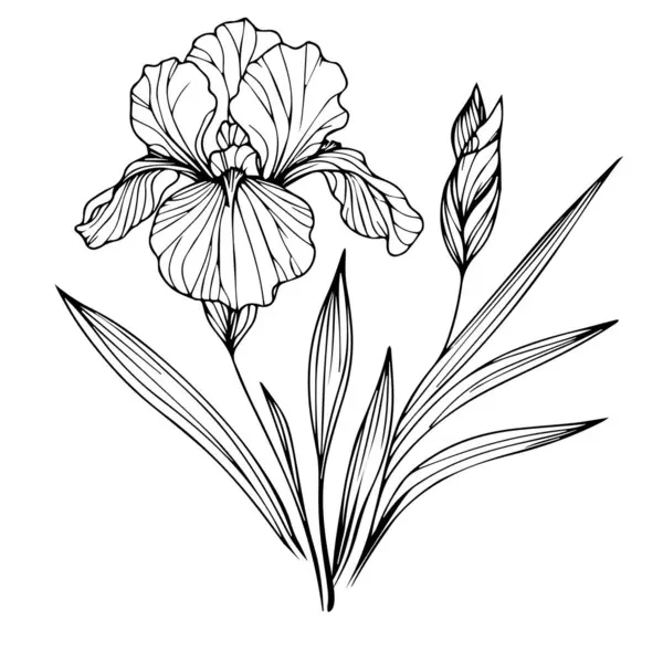 Detaylı çiçek boyama sayfaları, süsen çiçekleri çizimi, çiçek kümesi çizimi, çiçek boyama sayfaları, yetişkinler için doğum çiçeği boyama sayfaları.