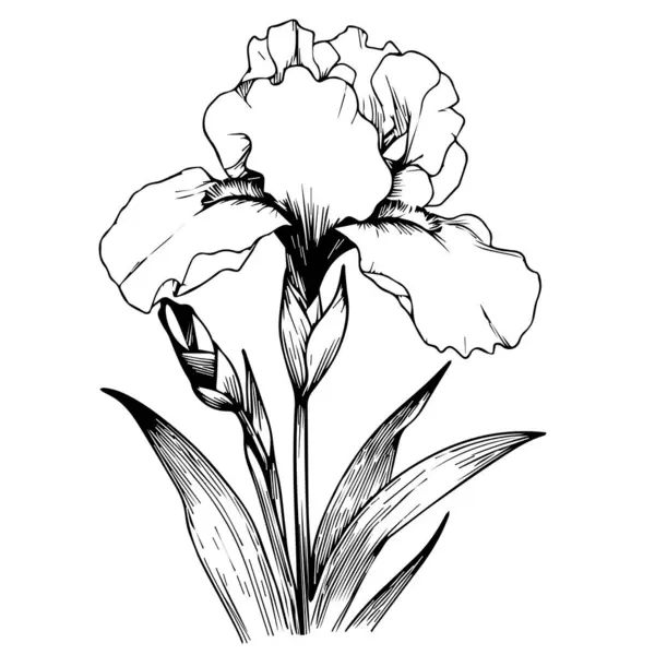 Çiçek zambağı koleksiyonu, Gelişmiş Çiçek Rengi Sayfası, Güzel İris Çiçeği Duvar Sanatı, İris Çiçeği Boyama Sayfaları, Sanatsal Dekoratif Çiçek Çizimleri, Güzel Çiçek Renkleri Sayfaları, Çiçek Rengi Sayfaları
