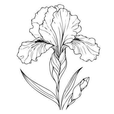 Valley Çiçek Sanatı 'nın Lily' si, Vadi 'nin Lily' si 'nin el yapımı botanik yaz unsurları doğal koleksiyonu, Vadi Çizgisi' nin Lily 'si boyama sayfası sanatı.