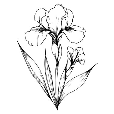 İris çiçekleri renklendirme sayfası, basitlik, süsleme, monokrom, vektör sanatı, çiçek desenli dış iz, çiçek yaprakları ve tomurcuklar, İris dövmesi vektörü, siyah ve beyaz işlemeli mürekkep sanatı.