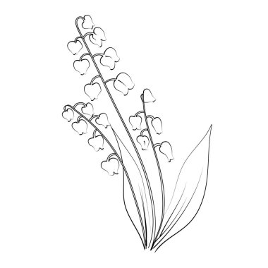 Vadi 'nin Lily' si boyama kitabı el, çiçekli zambak buketi, boyama sayfası, vektör çizimi, sanatsal basitlik karalama sanatı, bitki çiçeğinin basit beyaz zambak çizimi.