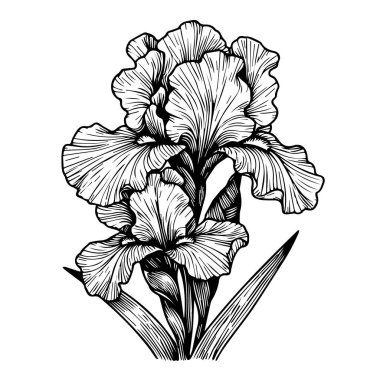Beyaz arka planda izole edilmiş iris çiçeği resimleme kitabı, beyaz arka planda izole edilmiş iris, yetişkinler ve çocuklar için çizilmiş sanat yaprağı botanik kolleksiyonu beyaz arka planda izole edilmiş siyah iris çiçeği. elle çizilmiş vektör çizimi.