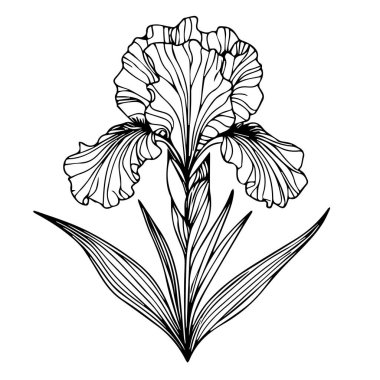 Iris Flowers 'ın vektör çizimi. Bir buket çiçek ve yaprakla güzel bir çiçeğin vektör çizimi. Klasik çiçek çizimi, ayrıntılı çiçek boyama sayfaları ve el yazısıyla çizilebilir çiçekler. siyah ve beyaz resimleme