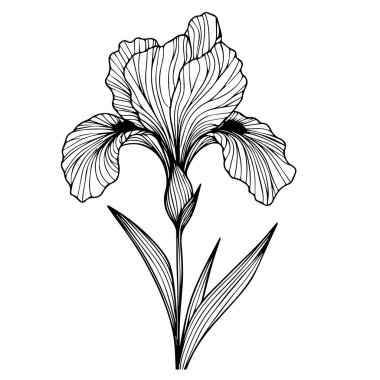 Eşsiz çiçek renklendirme sayfaları, çeşitli süsen çiçeklerinin el çizimi vektör çizimi çizimi illüstrümantasyon, Iris Çiçekleri Duvar Dekorasyonu, İris çiçekleri basılabilir renklendirici sayfalar siyah ve beyaz renkli sayfalar