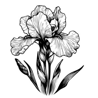 İris çiçek boyama sayfalarının silueti, dal vektör illüstrasyonunun yaprakları, beyaz arka plan çizilmiş lale üzerine izole edilmiş Iris çiçekli, yazdırılabilir siluet tasarım çizgisi. vektör illüstrasyonu