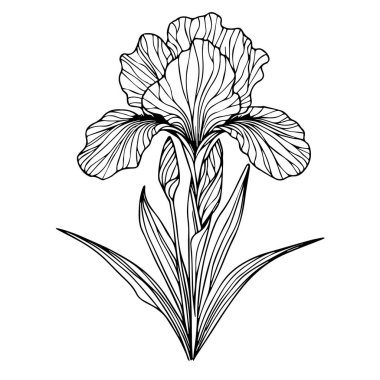 Sayfaları boyayan sevimli çocuklar, kolay iris çiçeği siyah ve beyaz illüstrasyon, iris çiçeği çizimi, iris çiçek vektör sanatı, basit çiçek çizimi, eşsiz çiçek boyama sayfası, basılabilir çiçek boyama sayfası çiçeği. elle çizilmiş vektör