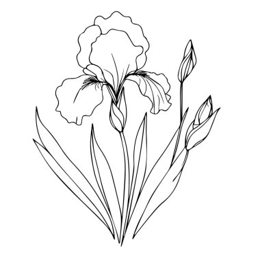 İris çiçeği çizimleri, el boyaması İris çiçeği duvar resimleri, İris broşürleri botanik duvar resimleri, basit bayraklar çiçek çizimleri, çiçek çizimleri, çiçek çizimleri, çiçek çizimleri