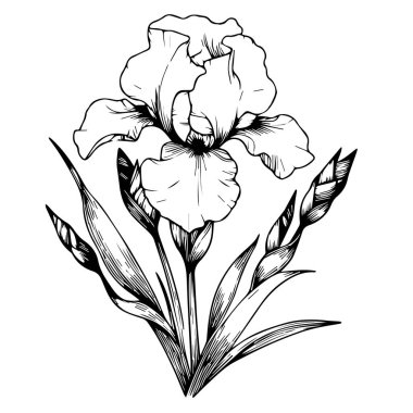 Bir buket sarı bel çiçeği ve yapraklarıyla güzel bir iris çiçeği. Klasik çiçek vektör illüstrasyonu, detaylı çiçek boyama sayfaları basılabilir, göz dövmesi ve duvar baskısı el çizimi lale çiçekleri..