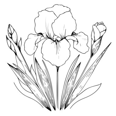 Iris Flowers 'ın vektör çizimi. Yewllo bel çiçekleri ve yapraklarıyla güzel bir Allamanda katalizör çiçeğinin vektör çizimi. Klasik çiçek vektör çizimi, detaylı çiçek boyama sayfaları basılabilir izole çiçek çizimi