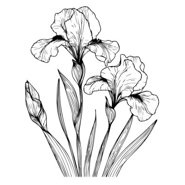 Beyaz arka planda izole edilmiş dekoratif süsen çiçeği seti. Son derece detaylı vektör illüstrasyonu, karalama ve zentangle tarzı, dövme tasarımı çiçeği zambağı çizimi, güzel çiçek renklendirme sayfaları el çizimi süsen çiçeği çizimi