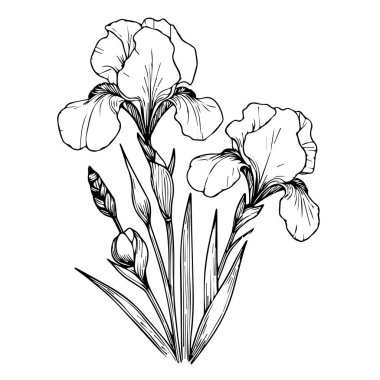 İris çiçeği çizimi, botanik bahar koleksiyonunun bir dalı, iris buketinin mürekkep illüstrasyon vektör sanatı, el yapımı sanatsal çizim, Zentangle dövmesi, kolay çiçek boyama sayfaları, ve kitap, süsen çiçeği çizili el süsen çiçeği.