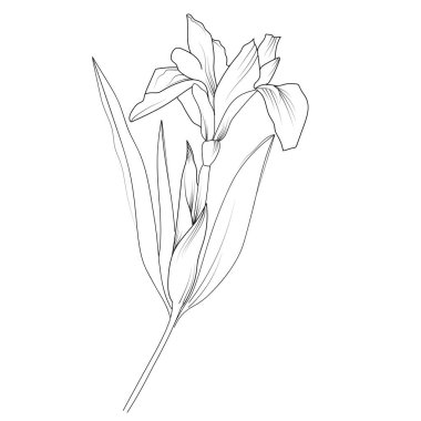 Çiçek boyama sayfası ve kitaplar, tek renkli vektör çizimi, iris çiçeği çizimi, çiçek vektörü, zambak doğal yaprak koleksiyonu olan çiçek arkaplanı, illüstrasyon kalem sanat çiçeği çiçeği, gerçekçi çiçek renklendirme sayfaları., 