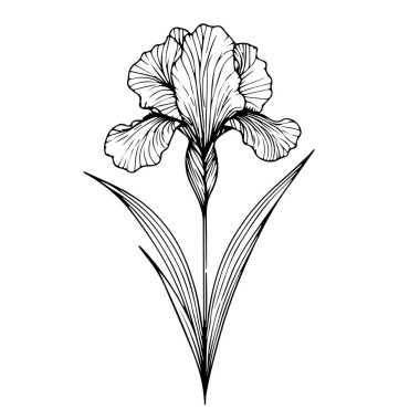 İris çiçekleri botanik illüstrasyonu, iris vektör sanatı, allamanda katartik çizgi çizimleri, allamanda duvar dekoru, allamanda katartiği beyaz arkaplan vektörü üzerinde izole edilmiş çiçek ve yaprak resimli beyaz arkaplan.