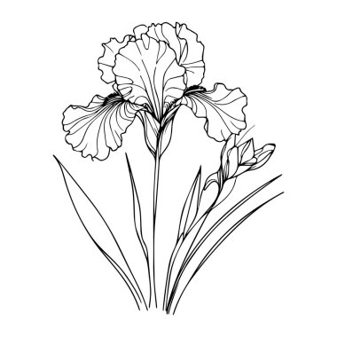 Minimalist allamanda Cathartica dövme çizimleri, çocuklar için allamanda dethartica çiçek boyama sayfaları, el çizimi iris çiçekleri, küçük iris çiçekleri dövmeleri bir iris çizimi