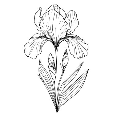 Güzel bir Iris çiçek buketinin vektör çizimi. Vektör çizimi, beyaza izole edilmiş. Tek renkli el çizimi vektör Iris. Çiçekli zambak çizimi. Beyaz arkaplanda izole edilmiş el çizimi vektör çizimi