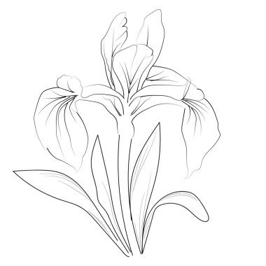 iris blossom flowers and branch of vase vector illustration. hand Drawing iris vector illustration for the coloring book or page Black and white engraved ink art, for kids or adults vector illustration of a iris flower