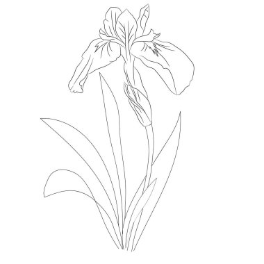 Black and whiteiris outline vector coloring book page for adults and children hand-drawn flowers, isolated on white background ink Illustration design color book flower, sketch, hand-drawn iris outline vector