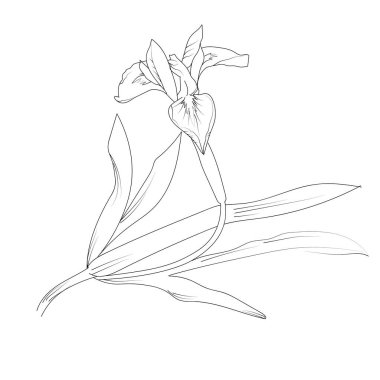 Illustration of an iris flower, vector sketch pencil art, bouquet iris flower coloring page and book, aesthetic flower cluster drawing isolated on white background clipart sketch of lily flower, iris flower simple line art