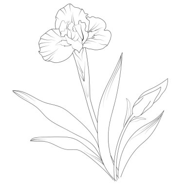 Isolated iris flower hand drawn vector sketch illustration, botanic collection branch of leaf buds natural collection coloring page floral bouquets engraved ink illustration sketch of the iris. vector illustration iris flower wall decor