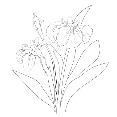 Set of a decorative stylized iris flower isolated on a white background. Highly detailed vector illustration, doodling and zentangle style, tattoo design vector drawing of iris flower, black and white line drawing