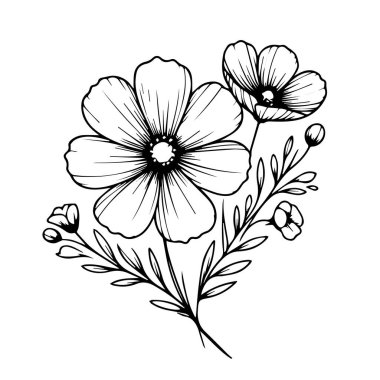 Çiçek boyama sayfaları ve kitap, kozmos çiçek çizimi vektör çizimi, El çizimi kozmos, botanik yaprak tomurcuğu illüstrasyonu mürekkep sanatı tarzı kozmos çizimi klasik kozmos çizimi, yetişkinler için çiçek boyama sayfası..
