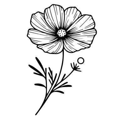 Kozmos vektör sanatı, tek renkli çiçek çizimi. mürekkep vektörü çizimi el çizimi kalem çizimi, botanik koleksiyonu basitliği, sanatsal, çocuklar ve yetişkinler için boyama kitabı, fantezi Cosmos duvar çizimi vektör çizimi