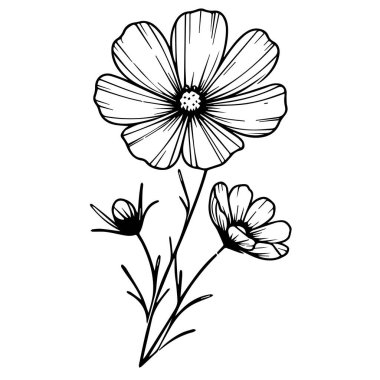 Kozmos Ekim ayının çiçek sanatı, el çizimi botanik yaz elementlerinde kozmos çiçeğinin vektör çizimi doğal koleksiyon, boyama sayfası için evren çizgisi sanatı, kozmos çiçek çizimi, kozmos siyah çiçek dövmesi el çizimi.