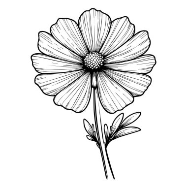 Kozmos çiçeği, el yapımı çiçek elementi. Kozmos 'un vektör illüstrasyon buketi, çizim sanatı güzel Cosmos çiçek dövmesi, yetişkinler için boyama sayfası, çiçek çizimi Botanik Kozmos.