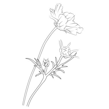 Sevimli çiçek boyama sayfaları, kozmos çizimleri, kozmosun el yapımı botanik yaz unsurları buketi çizgi çizim sayfası, kolay çiçek çizimi. Kozmos çiçek sanatı, kozmos çiçeği çizimi vektör çizimi beyaz üzerine çiçekler