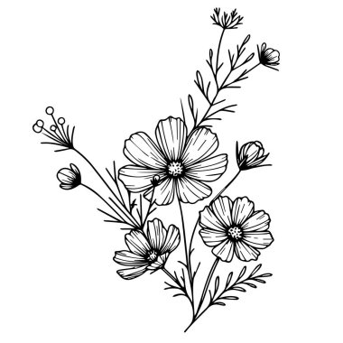 Elle çizilmiş illüstrasyon. Çiçeksel botanik çizimi. Kozmos 'un çiçek arkaplanı doğal yaprak koleksiyonu, çizim sanatı kozmos çiçeği, gerçekçi çiçek boyama sayfaları kozmos çiçeği gerçekçiliği, nokta çizimleri
