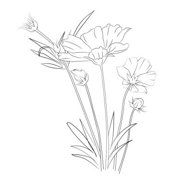 Kozmos çiçekleri botanik illüstrasyon, kozmos vektör sanatı, kozmos çizgi çizimleri, kozmos çiçek duvarı dekoru, beyaz arka planda izole edilmiş evren, basit çiçek boyama sayfaları güzel bir buket, çiçek tasarımı sanatı