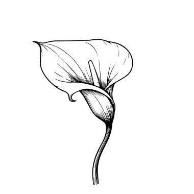 Sayfaları boyayan sevimli çocuklar, kolay kalla çiçeği, siyah-beyaz çizim, kalla çiçeği çizimi, kalla çiçeği vektör sanatı, basit çiçek çizimi, beyaz arkaplan üzerindeki eşsiz çiçek renklendirme vektör çizimi