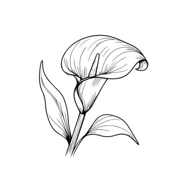 Sayfaları boyayan sevimli çocuklar, kolay kalla çiçeği, siyah-beyaz çizim, kalla çiçeği çizimi, kalla çiçeği vektör sanatı, basit çiçek çizimi, beyaz arkaplan üzerindeki eşsiz çiçek renklendirme vektör çizimi