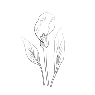 Beyaz arka planda izole edilmiş dekoratif kalla çiçeği seti. Çok detaylı vektör illüstrasyonu, karalama ve zenkaralama stili, dövme tasarımı çiçek çiçeği çizimi, güzel çiçek boyama sayfaları, kalla çiçeklerinin vektör çizimi