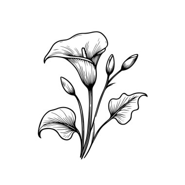 Çiçek boyama sayfaları, kitap, kalla çiçeği çiziminin vektör çizimi, el çizimi botanik çiçek tomurcuğu çizimi, mürekkep işlemeli resim. kalla çiçeği eskizi klasik kalla çizimi, yetişkinler için çiçek boyama sayfası