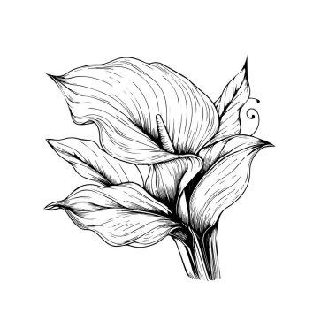 Yetişkinler için basit çiçek boyama pagan 'ı, el çizimi cila çiçeği sanatı, kalla çiçeği renklendirme sayfaları çiçek çizgisi çizim çizimi, güzel, kolay çiçek sanatı için çiçek bahçesi. çiçek ve yaprağın dekoratif simgesi