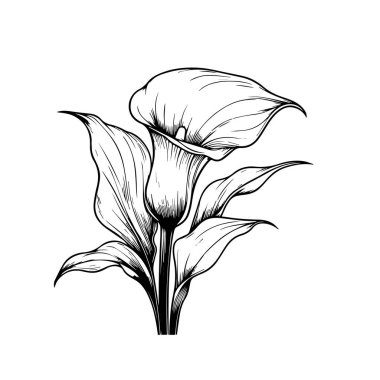 Renkli sayfa vektör çizimi kalla çiçekleri, kalla çiçeği çizimleri, elle boyanmış kalla çiçeği duvar resimleri, botanik iris çiçek duvarı sanatı, basit kalla çiçeği çizimleri, kalla zambağı çizimi, kalla çiçeği çizimi